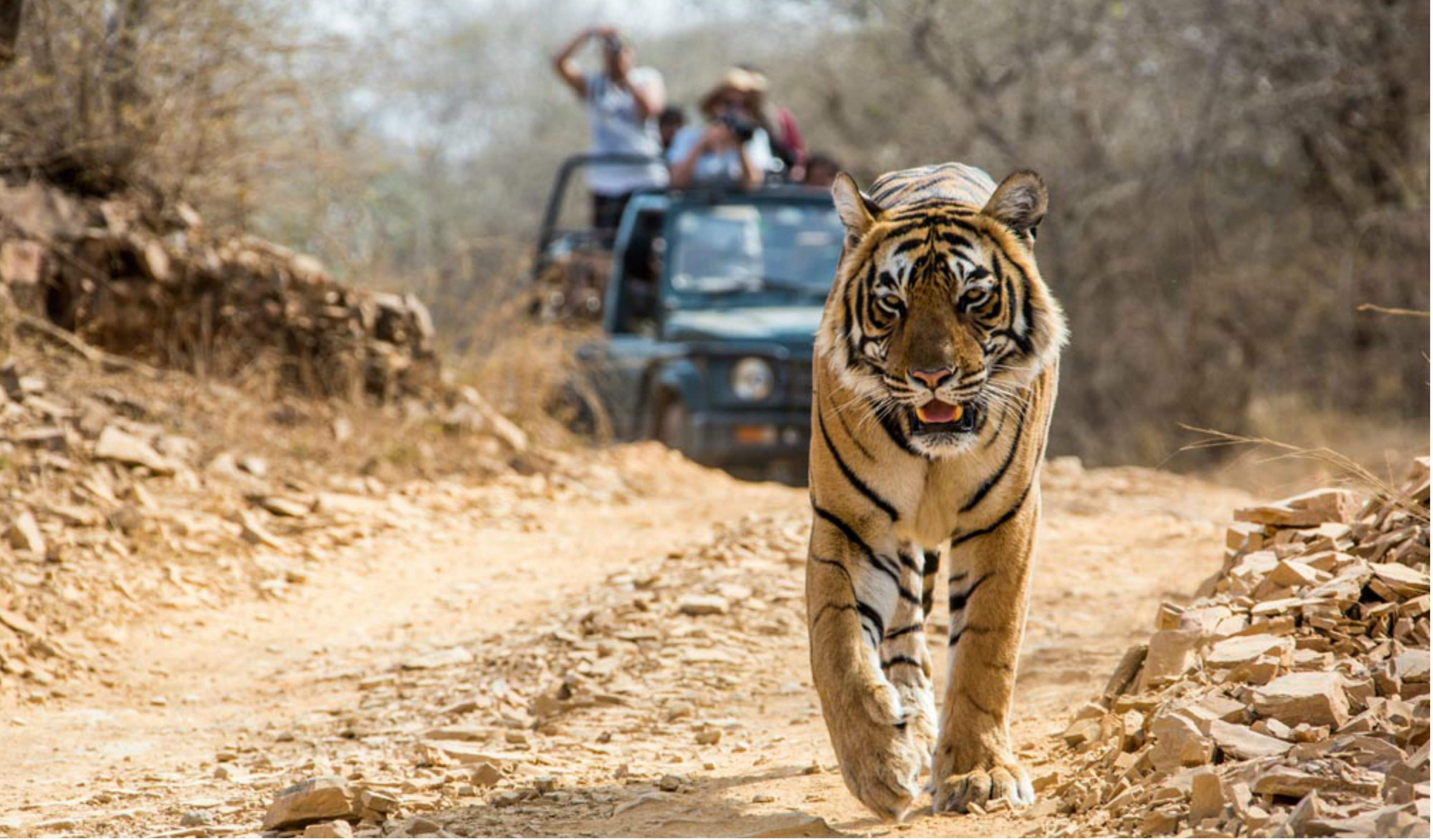 tiger in corbett